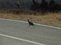 Aziatische Steenpatrijs [Alectoris chukar]